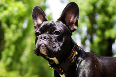 Hundebetreuung Friedrichshain 1